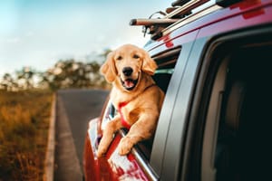 Chien, chat et grand départ : ce que la loi française impose vraiment dans votre voiture cet été